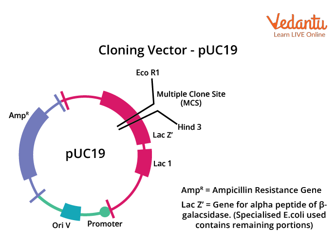 Cloning Vector