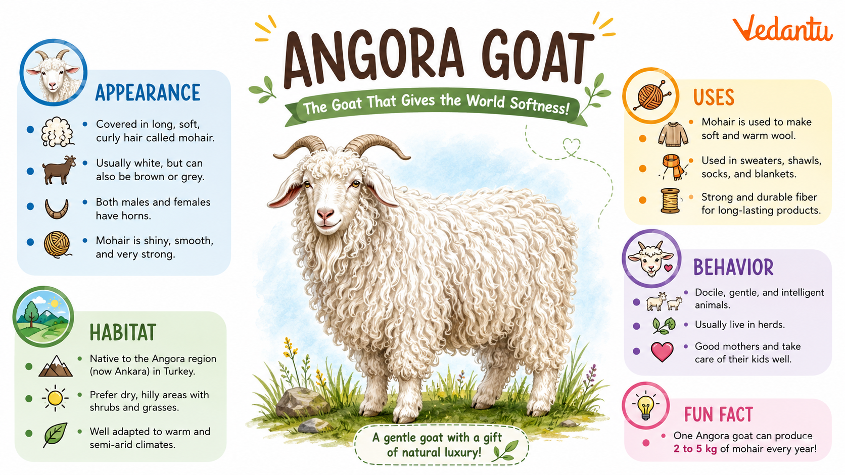 Angora Goat with long curly mohair fleece