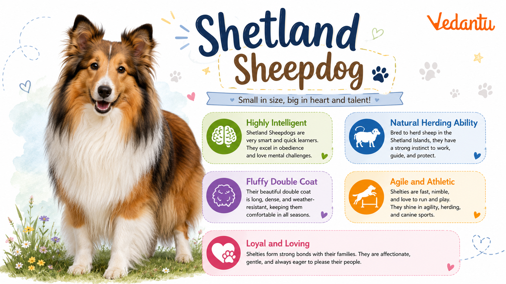 Shetland Sheepdog standing with long fluffy coat