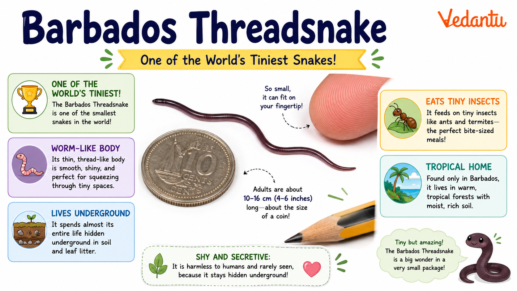Barbados Threadsnake - world's smallest snake