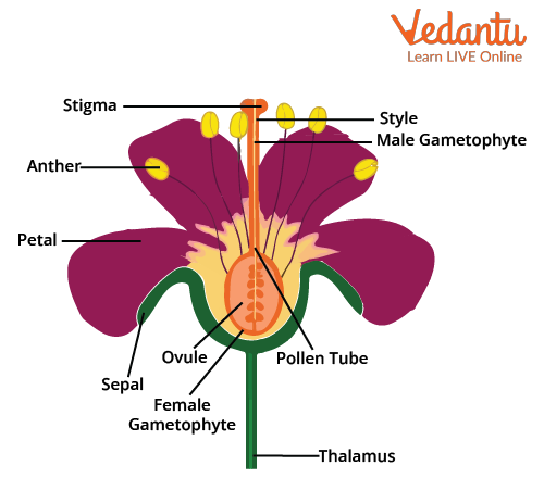 Hibiscus Flower Diagram