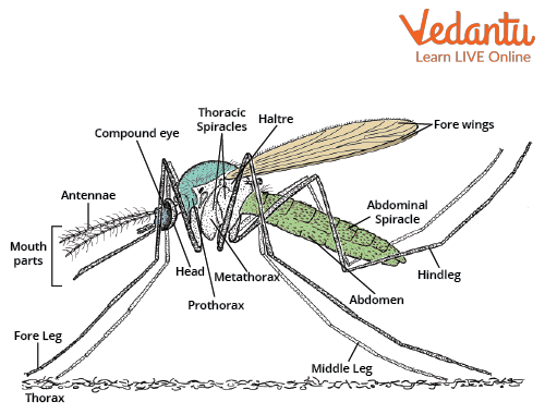 Culex mosquito diagram