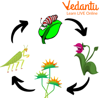 Venus Flytrap Eating Insect Procedure