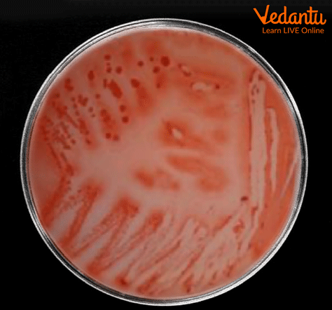 Azospirillum spp Lab