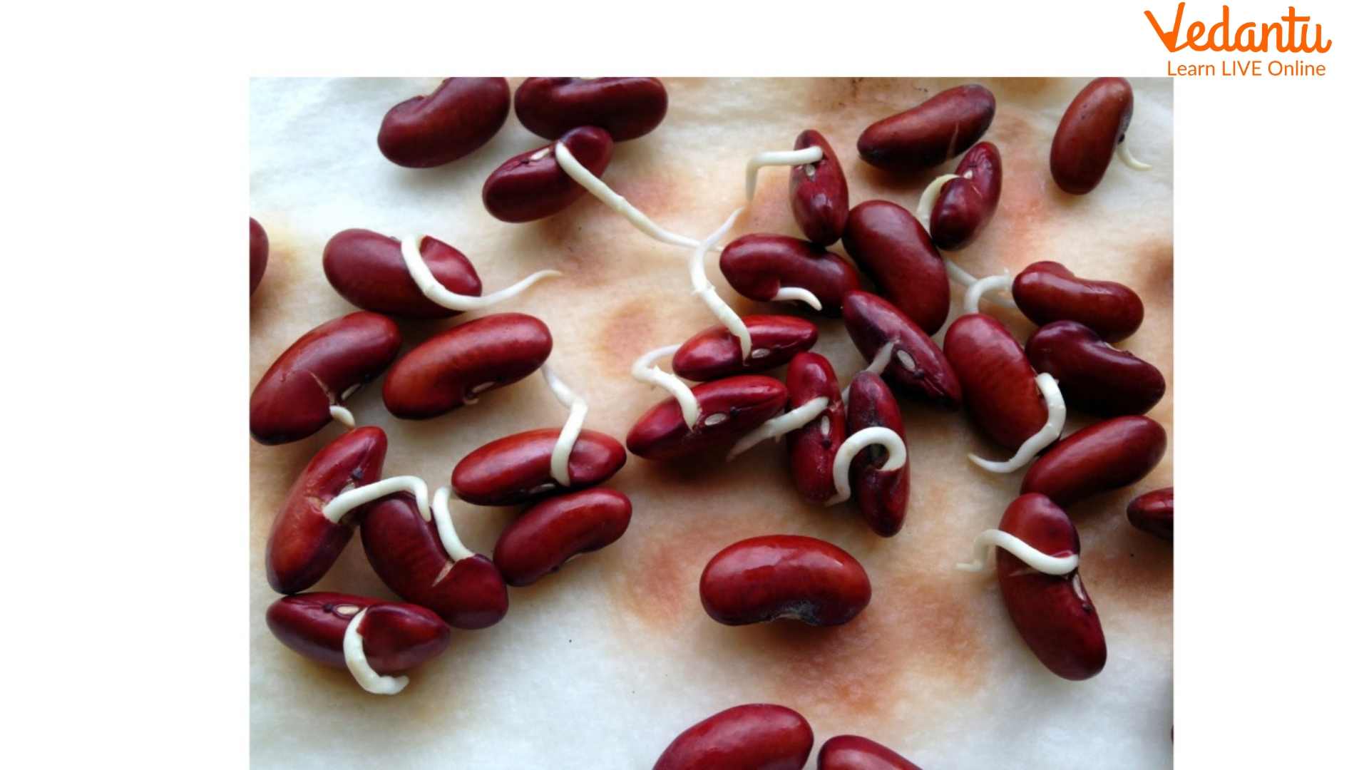 Rajma Sprouts