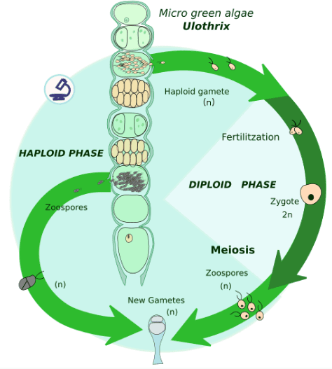 Lifecycle of Green Algae