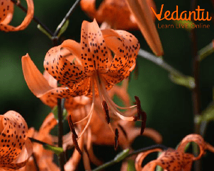 Tiger Lily