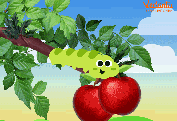 The Very Hungry Caterpillar Eating an Apple on Monday