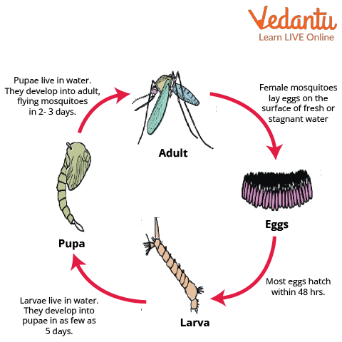 Culex Mosquito Life Cycle