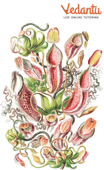 Carnivorous Plants