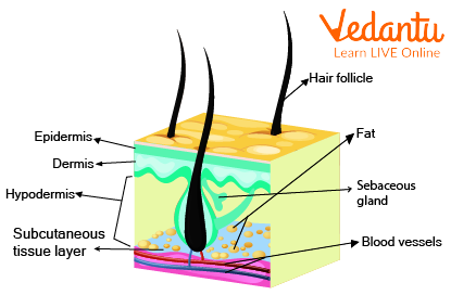 Structure of the Hypodermis