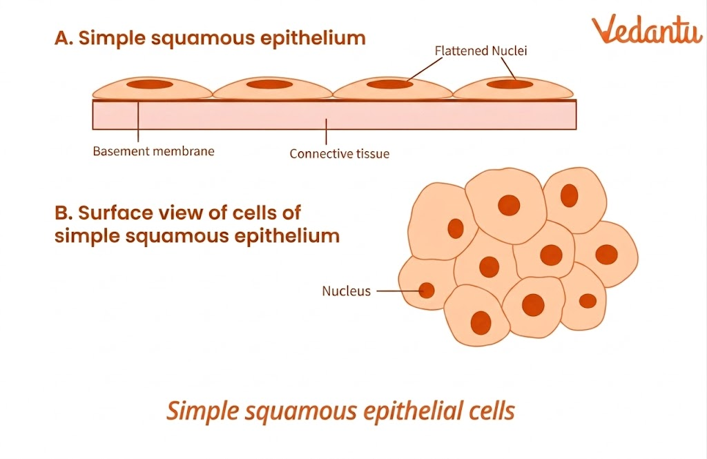 squamous epithelial cells