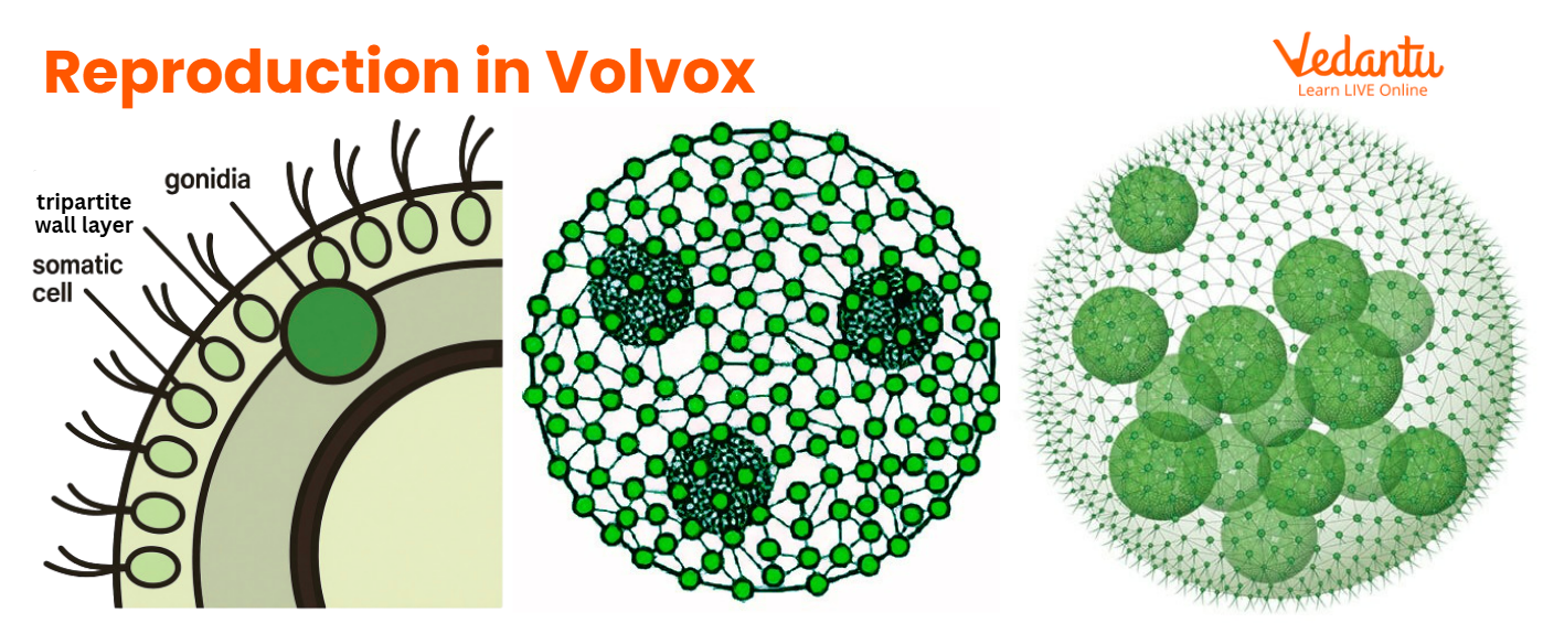 Reproduction in Volvox
