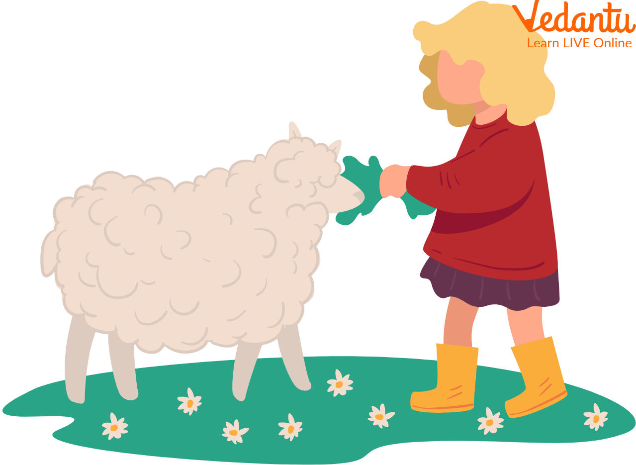 The Boy Grass Feeding the Sheep