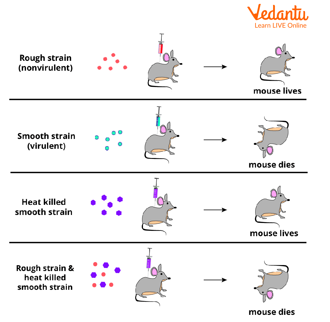 griffith-experiment-introduction-impacts-and-diagram