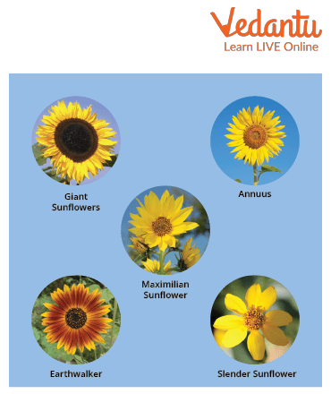 Different Types of Sunflowers