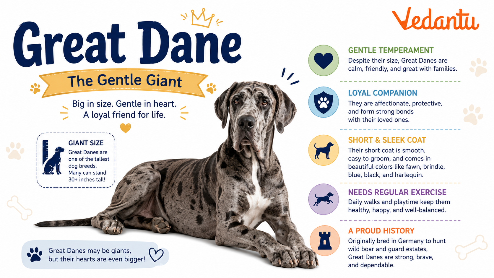 Great Dane dog standing tall with muscular body and short coat