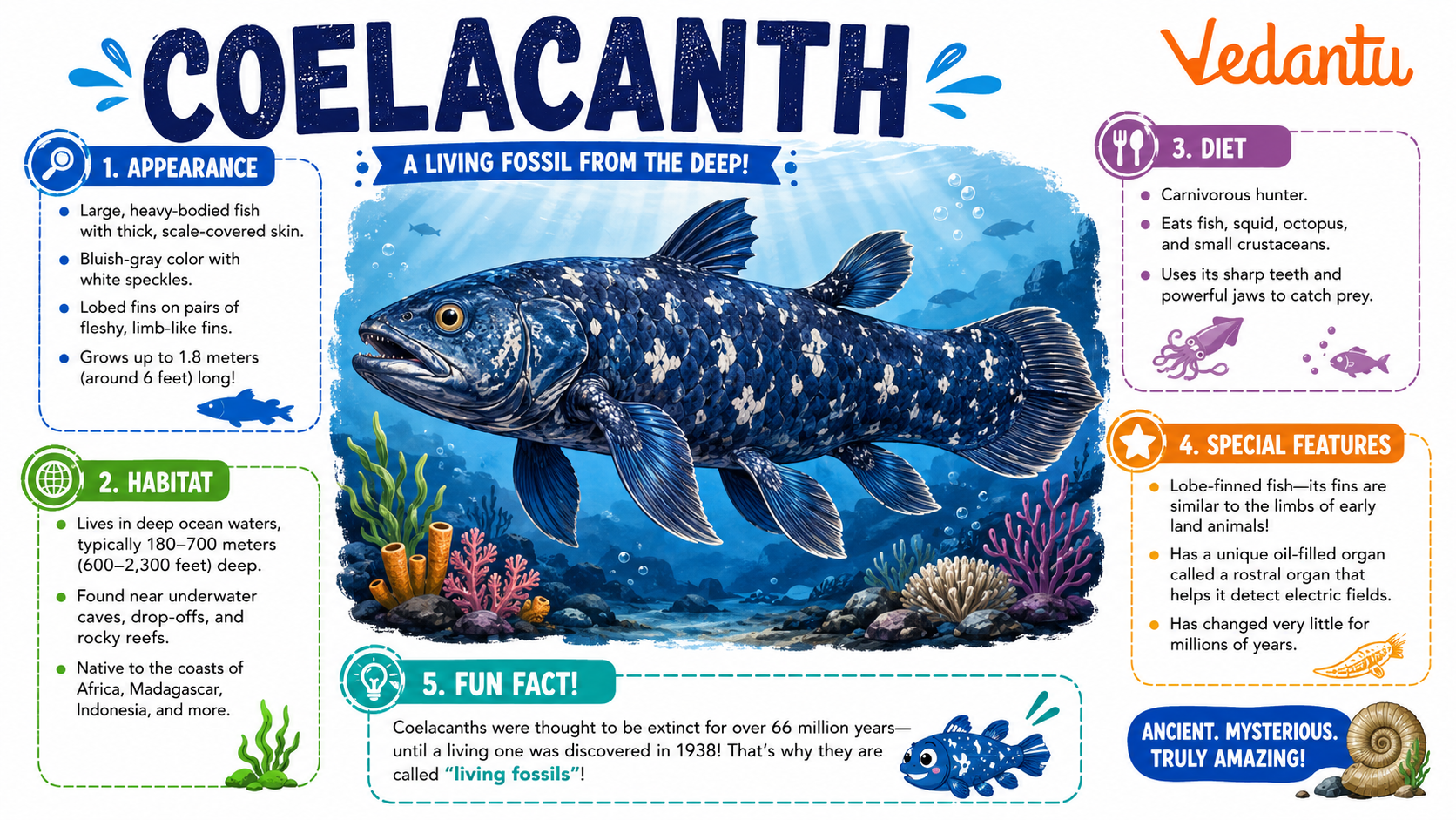Coelacanth fish