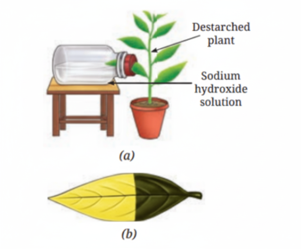 Fig. Testing the role of chlorophyll and air, (a) The set-up (b) Iodine test on the leaf