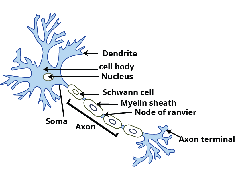 Structure of of the Neuron