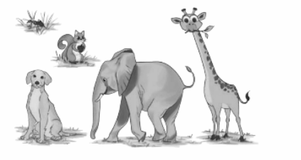 Look at the pictures given and write the names of the animals from heaviest to lightest.