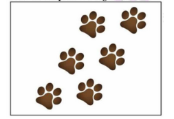 footprints of Dogs