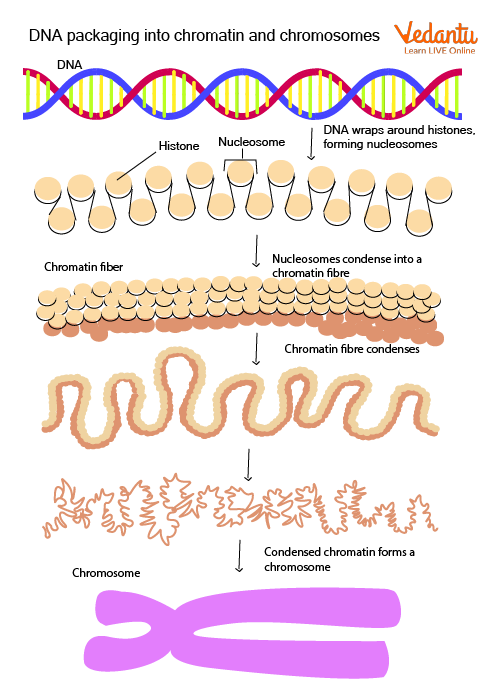 Formation of chromosome