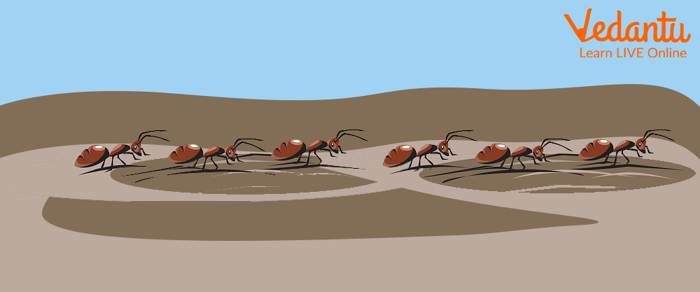 Ants Marching in a Line