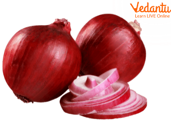 Different Varieties of Onions