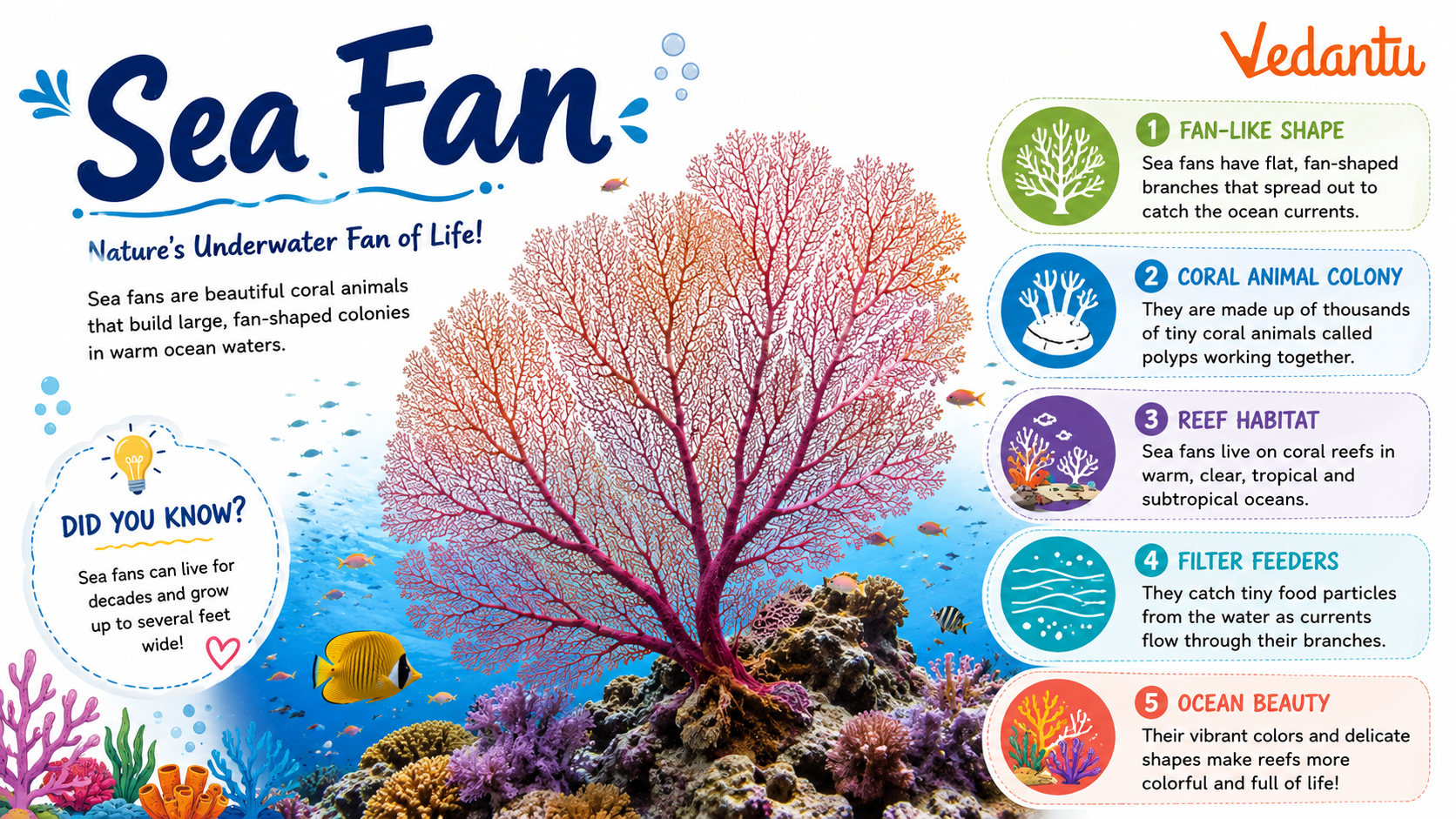 Sea Fan coral underwater with branching fan-shaped structure