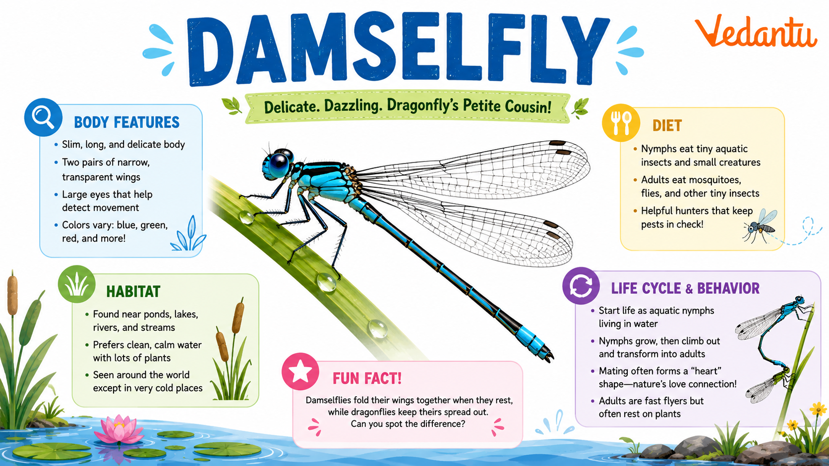 Damselfly resting on a plant near water