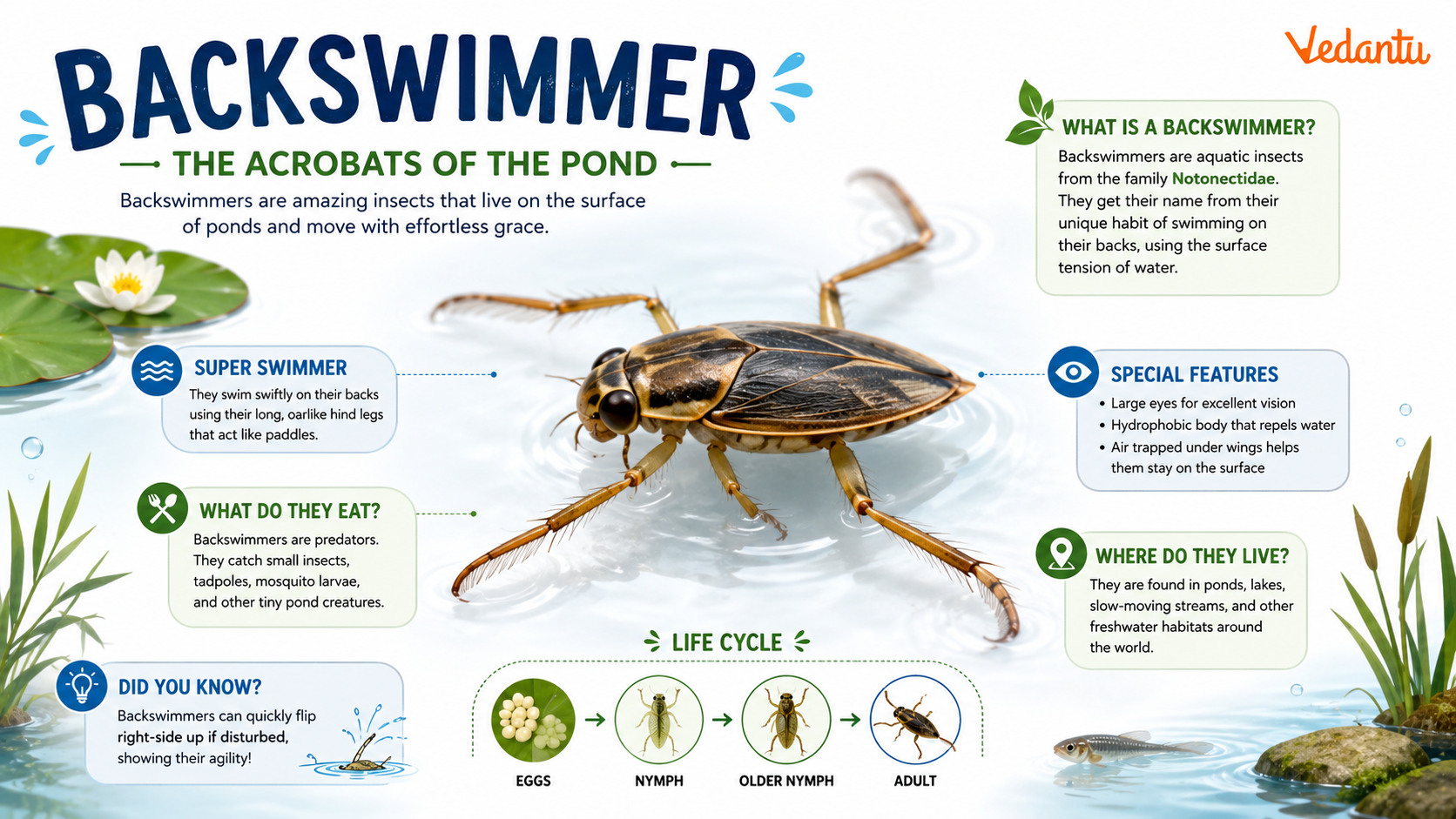 Backswimmer aquatic insect swimming upside down
