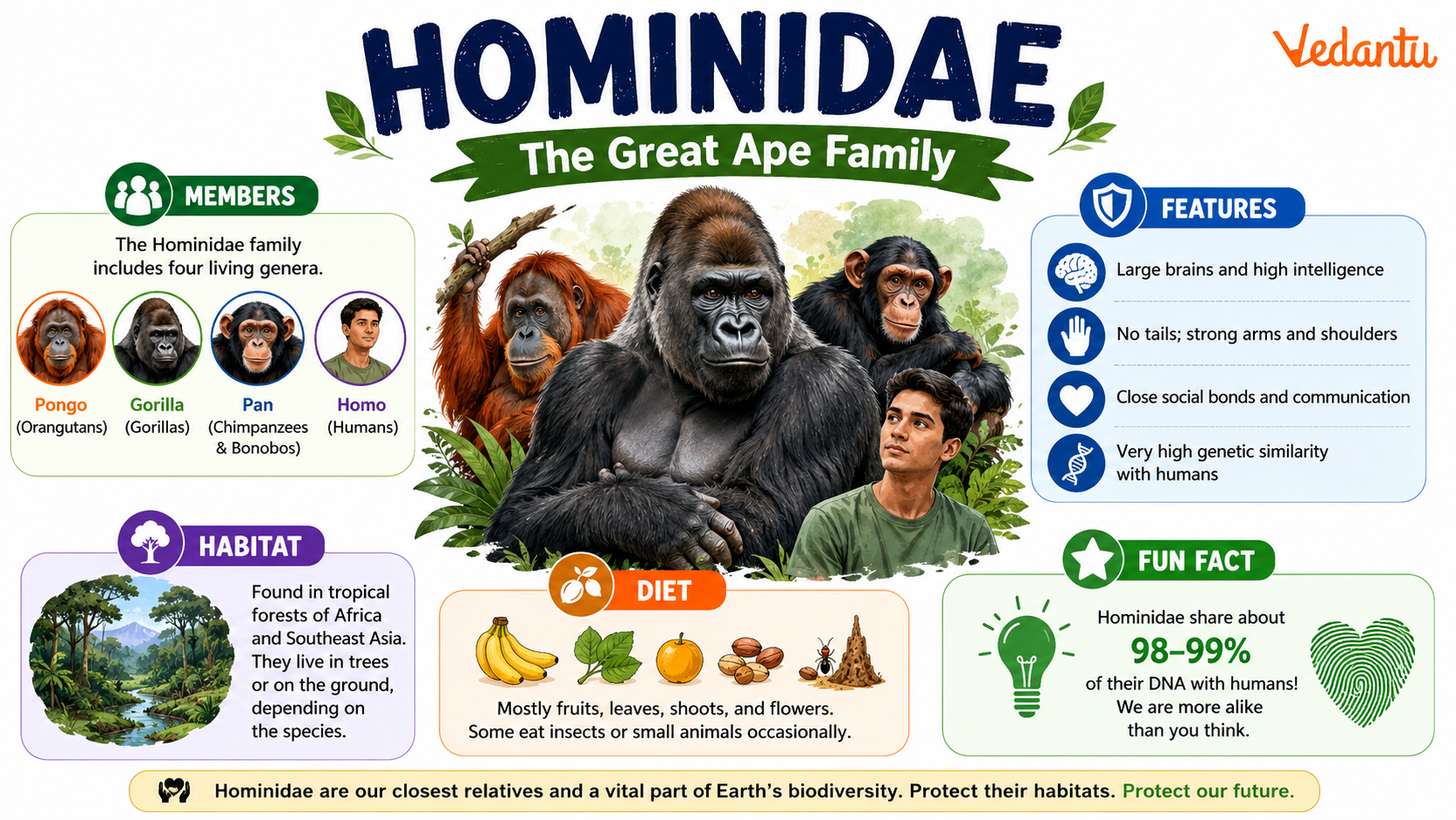 Hominidae great apes and humans family group
