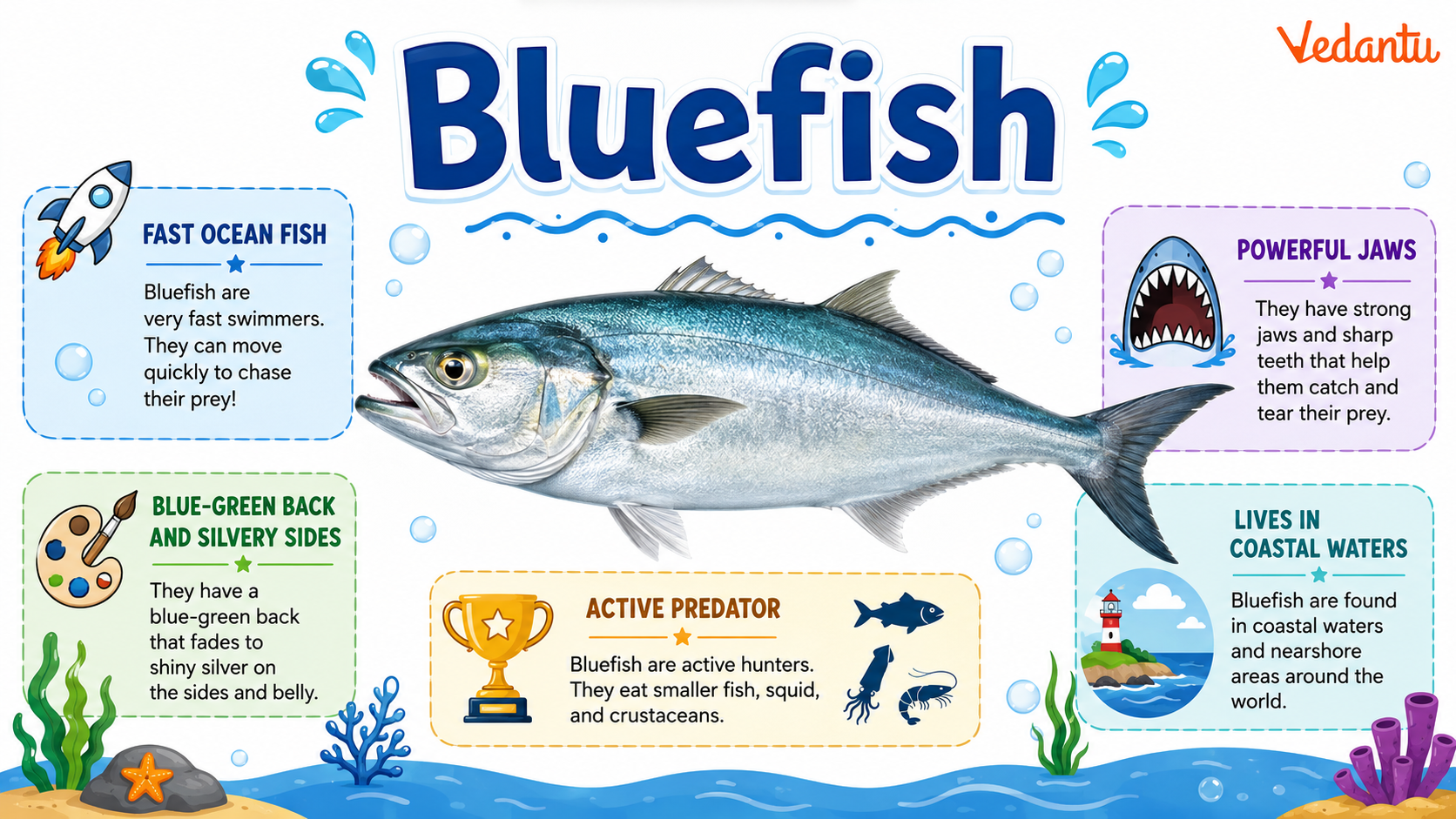 Bluefish