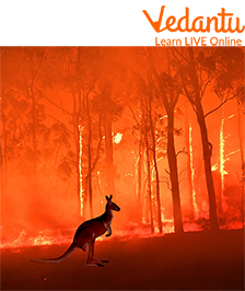 Animals Suffer in Wildfires