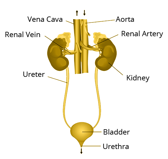 Human Excretory System