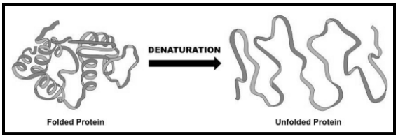 Process of Denaturation