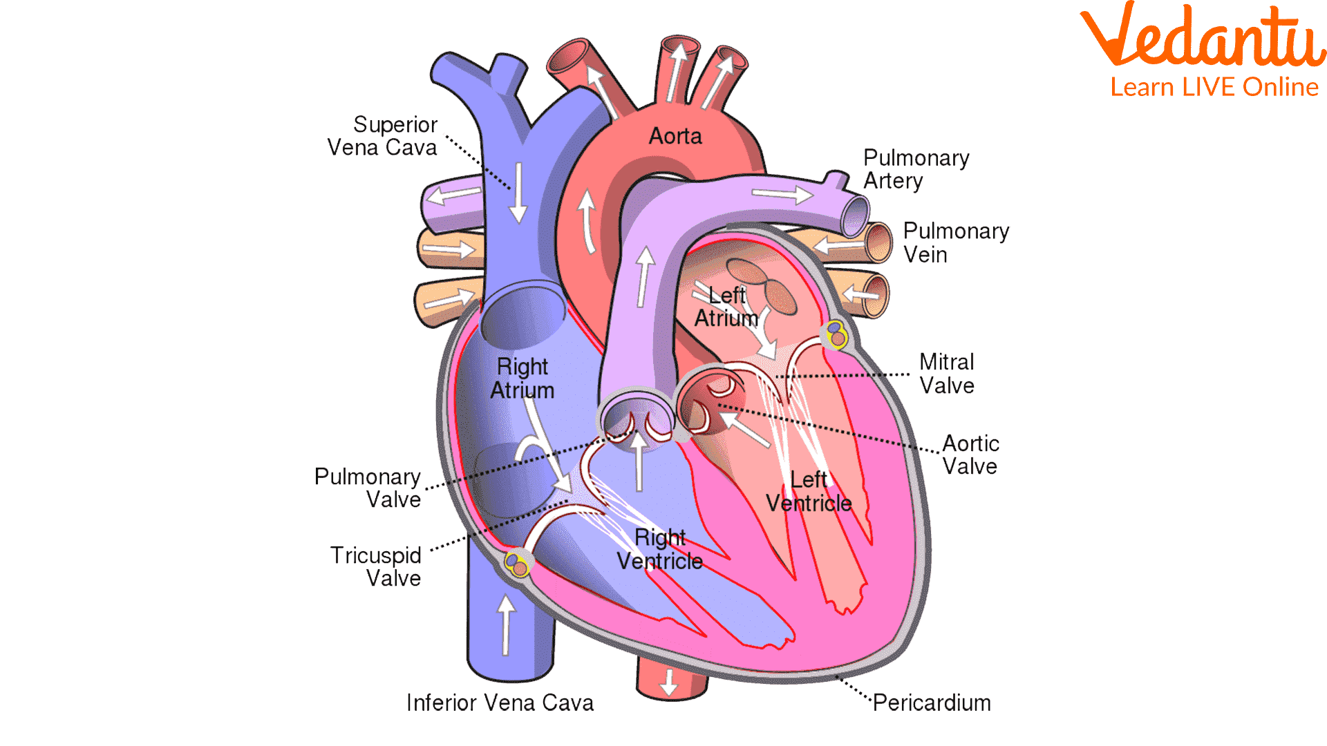 Structure of Heart