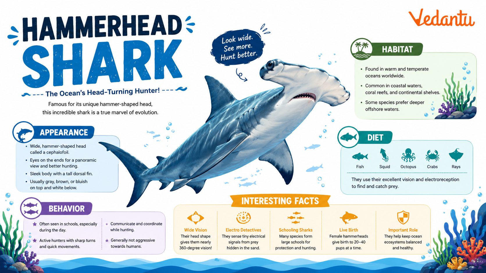 Hammerhead Shark
