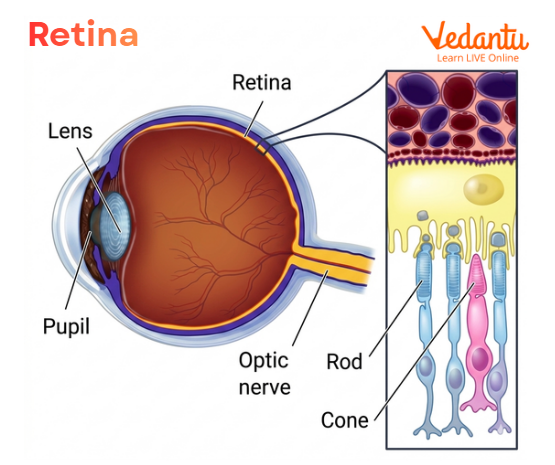 Retina of Eye Diagram
