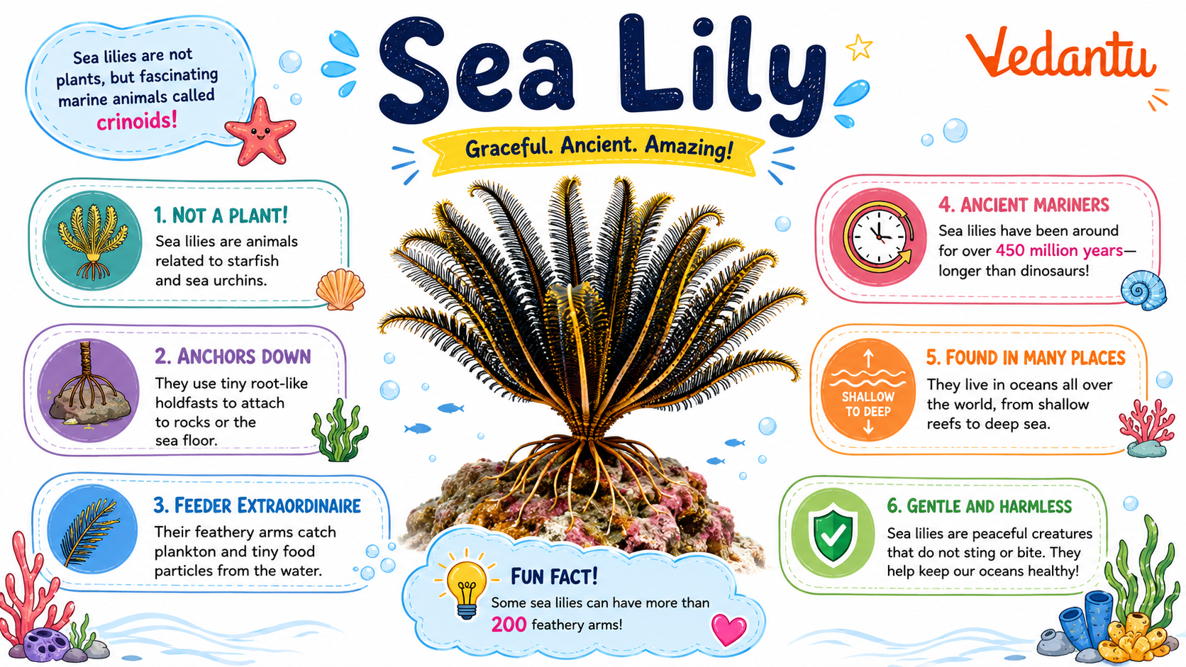 Sea Lily marine echinoderm with feather-like arms attached to sea floor