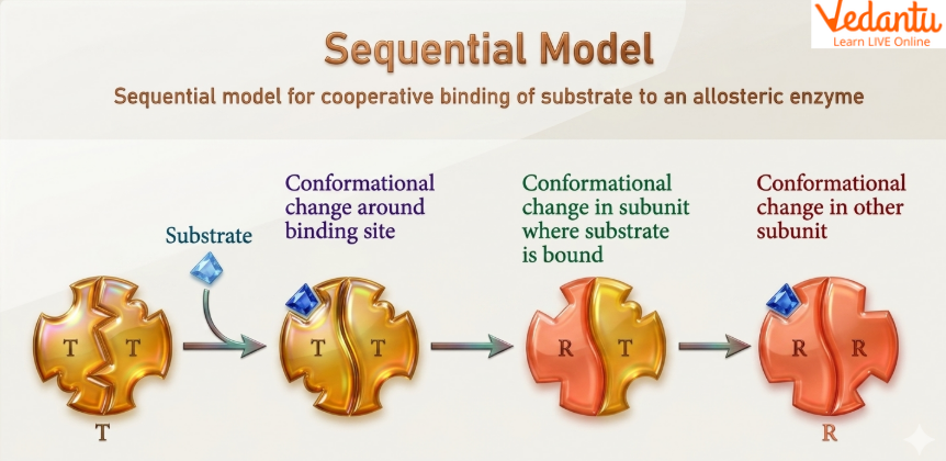 Simple Sequential Model of Allosteric Enzyme