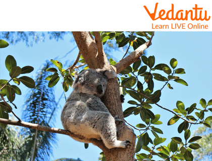 Koalas Sleep on the Trees.