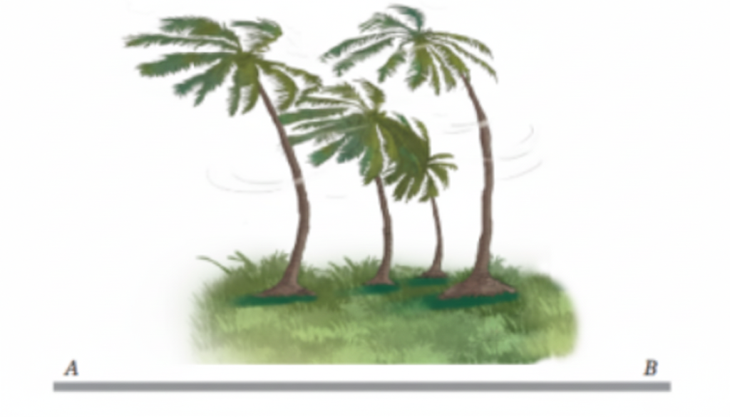 trees along the sea coast on a summer afternoon