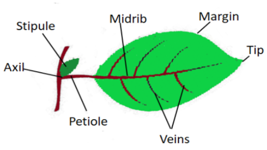 Structure of Angiosperm leaf