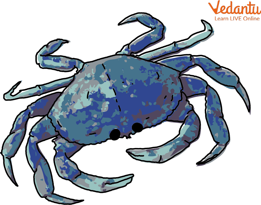A Marine Full-sized Crab
