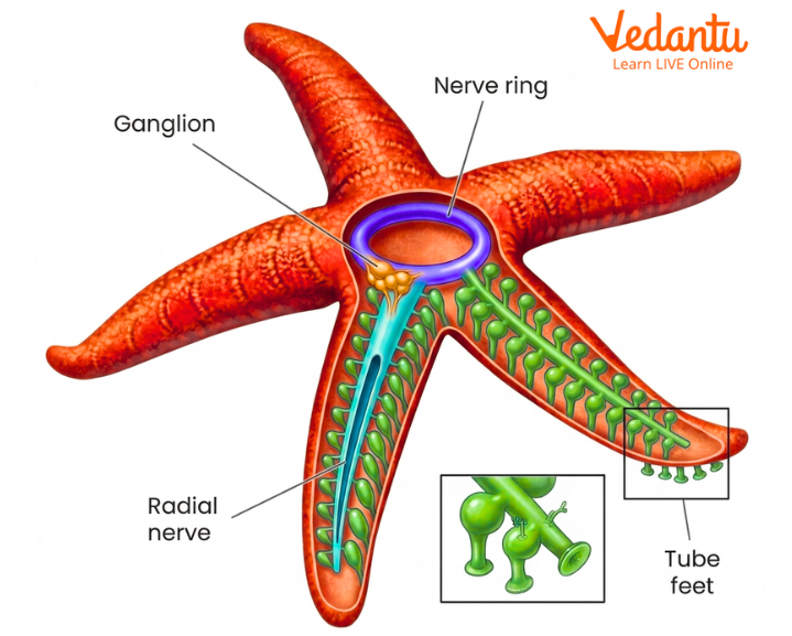 Nervous System and Sense Organs of Starfish