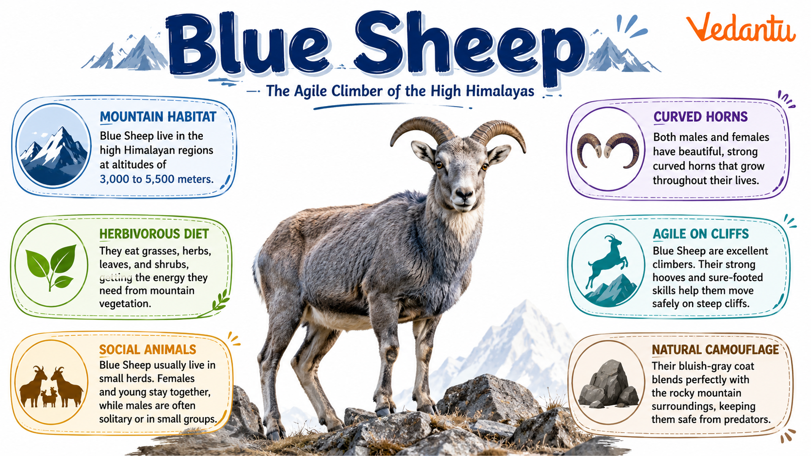 Blue Sheep standing on rocky mountain terrain
