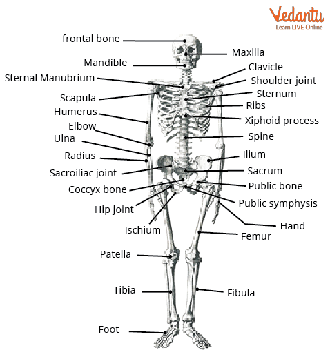 Human Skeletal System With Labelling