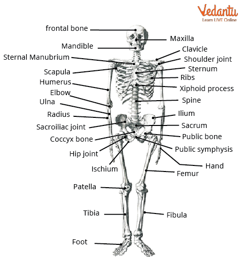 Skeletal System Learn Definition Types And Summary